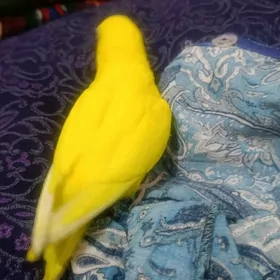 gus