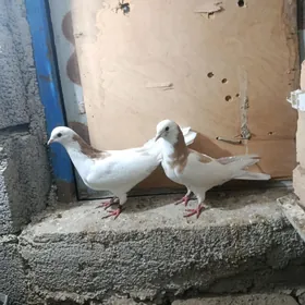 kepderi