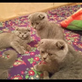 шотландские вислоухие котята