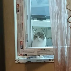 Кот