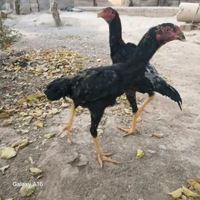 jüýje