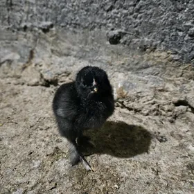 Jüýje