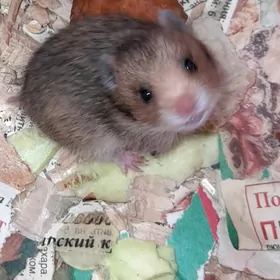 хомяк
