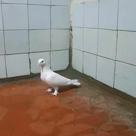 kepderi