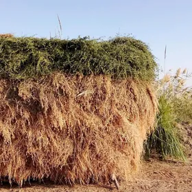 Arassa Ýorunja