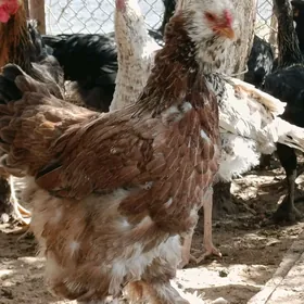 BRAMA