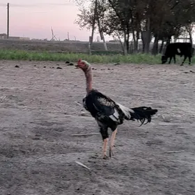 horaz