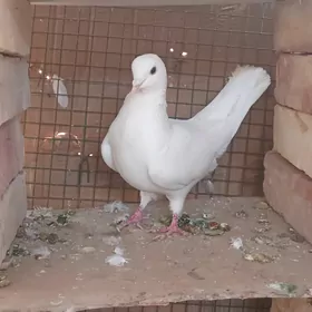 🪽️ keoderi ️🪽