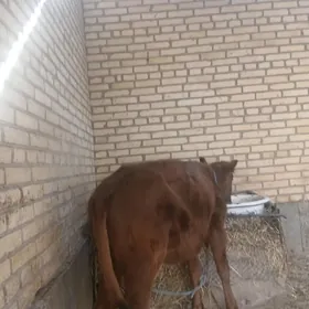 Сатлык унажын!