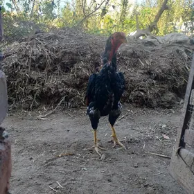 baysow horaz