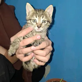 Котёнок в добрые руки,срочно!