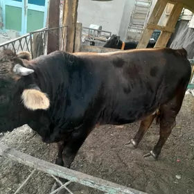 öküz ýaşajyk