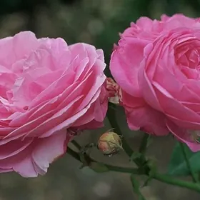 саженцы роз