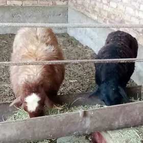 Gissar Goýunlar Bakyda Duran