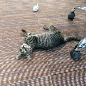 котенок в добрые руки