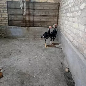 baysow horaz