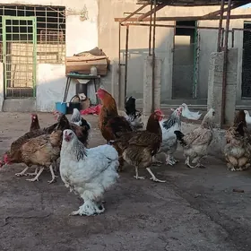 brama çil we blu