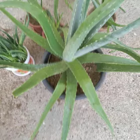 Aloe leçebny.