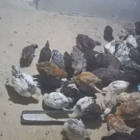 balgar, Dominant jüj