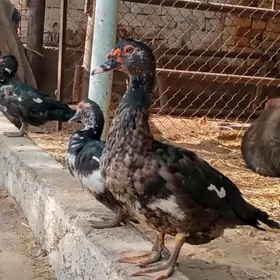 ördek