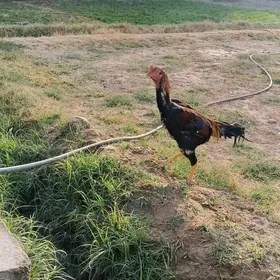baysok horaz