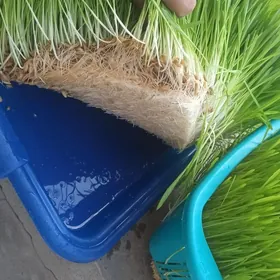 Iri şahly mallar üçin we goýun