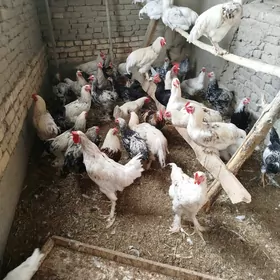 Brama Horaz Towuk juyje