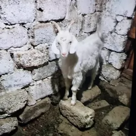 Ceviş geçi