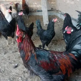 hHoraz towuk