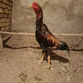 horaz