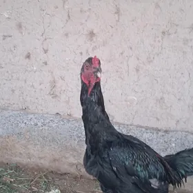 Paroda horaz