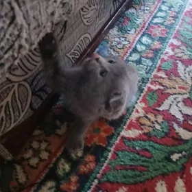 шатландкие и британские котята