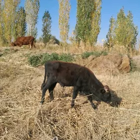 Okuzce