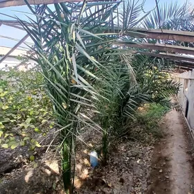 Palma hurma palma