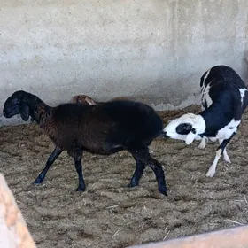Gissar işşek