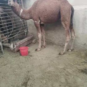 ogsuk keser