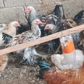 brama towuklar
