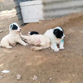 Türkmen it 3 bile