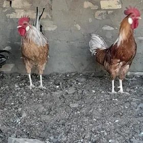 towuklar