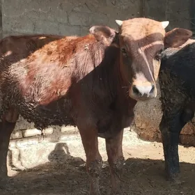 öküz