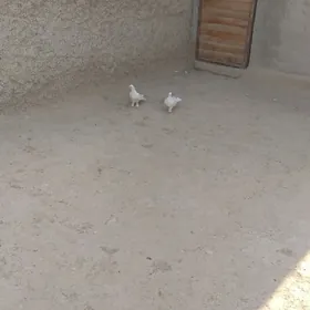 kepderi