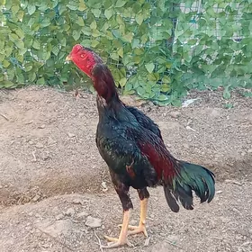taşkent