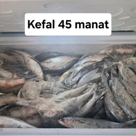 Kefal balyk