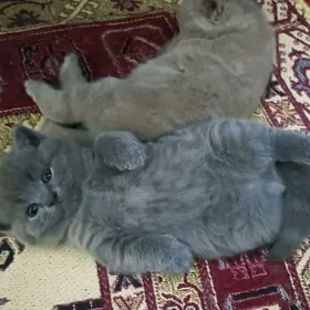 шотландский котенок девочка