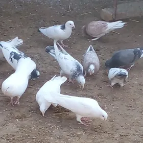kepderı