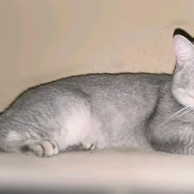 ЧИСТОПОРОДНЫЙ ШОТЛАНДСКИЙ КОТ