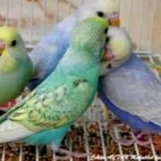 popugay setklar imleri