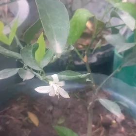 Limon sitili