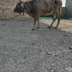 Gysyr sygyr