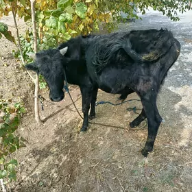 Öküz